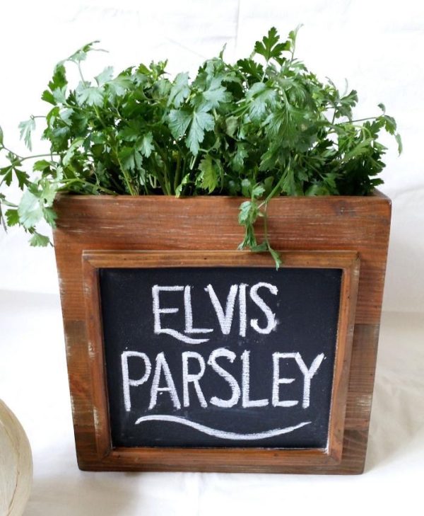 Elvis Parsley